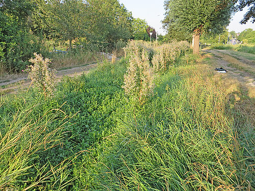 Location of Helosciadium nodiflorum near Mainz, (Photo: P. Thomas)