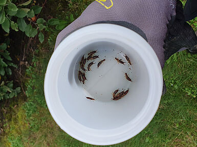 Die Probe zeigt: die Ohrwurmrefugion werden rege genutzt. (©P. Trierweiler/DLR-RP)