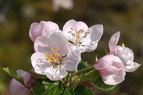 Je früher die Obstbaumblüte im Jahr einsetzt, desto höher das Risiko, dass die Blüten durch Spätfrost erfrieren - und ohne Blüte entstehen keine Früchte. (© Institut ZO/JKI) 