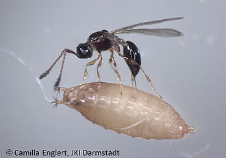 Trichopria parasitiert KEF Puppe