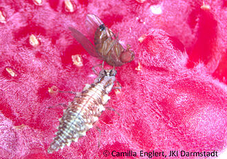 Chrysoperla carne erbeutet adulte KE