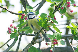 Blaumeise in blühendem Apfelbaum (© A. Herz/JKI)