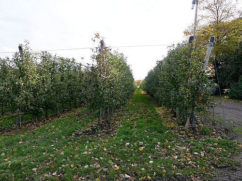 Lindenhof (© S. Ketterer/JKI-OW)