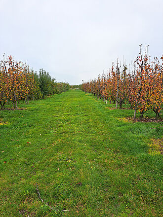 Stehr (© S. Bacher/JKI)