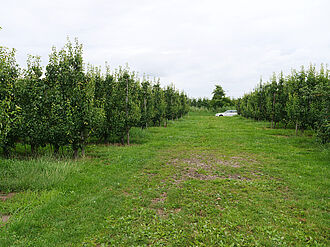 Stehr (©  S. Ketterer/JKI)