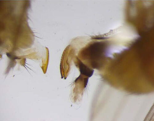 Eiablageapparat (Vaginalplatten) von D. immigrans (links, Länge ca. 0,3 mm) und D. suzukii (rechts, Länge ca. 0,5 mm) © Dr. Heidrun Vogt, JKI Dossenheim