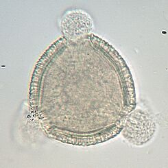 Storchschnabel-Pollen (Geranium dissectum); Größe: ca. 55 µm; Quelle: D. Thorbahn, JKI
