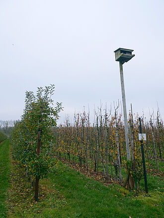 Stehr (© S. Ketterer/JKI)