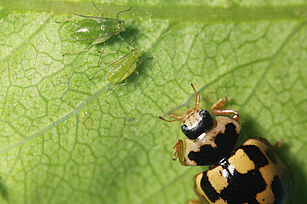 Vierzehnpunktmarienkäfer auf Blattlausjagd auf Birne (© R. Häuser/JKI)