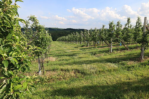 Obstfarm Pietzsch & Winkler (© R. Häuser/JKI)
