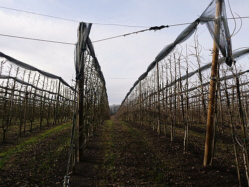 Apfelhof Langenstein (© S. Ketterer/JKI)