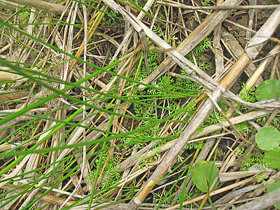 Biotope of Helosciadium inundatum in Niedersachsen,(Photo: T. Herden)