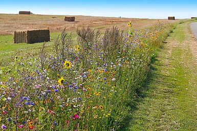 Biodiversity conservation - wildflower borders along farm fields