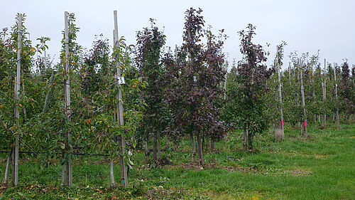 Obsthof Hastedt (© S. Ketterer/JKI)