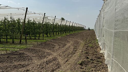 Fliestedener Obsthof (© R. Häuser/JKI)