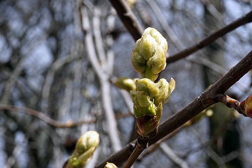 Amberblüte aufgenommen bei Beobachtung der phenologsichen Phasen entlang eines urbanen Versieglungsgradienten. © Michael Strohbach, TU Braunschweig