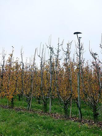 Stehr (© S. Ketterer/JKI)