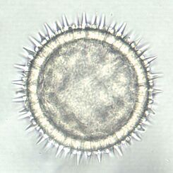 Stockrosen-Pollen (Alcea rosea); Größe: ca. 90 µm. Quelle: D. Thorbahn, JKI