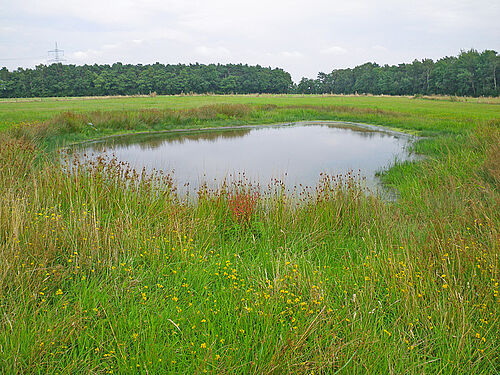 Location of Helosciadium inundatum in Nordrhein-Westfalen,(Photo: U. Meyer-Spethmann)