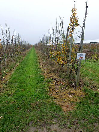 Obsthof Hauschildt's FruchtBar (© S. Ketterer/JKI)