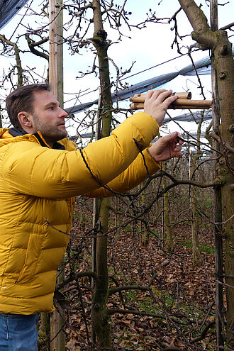 Marco Forster bringt eine Ohrwurmbehausung aus Bambus an einem Apfelbaum an. (© S. Ketterer/JKI)