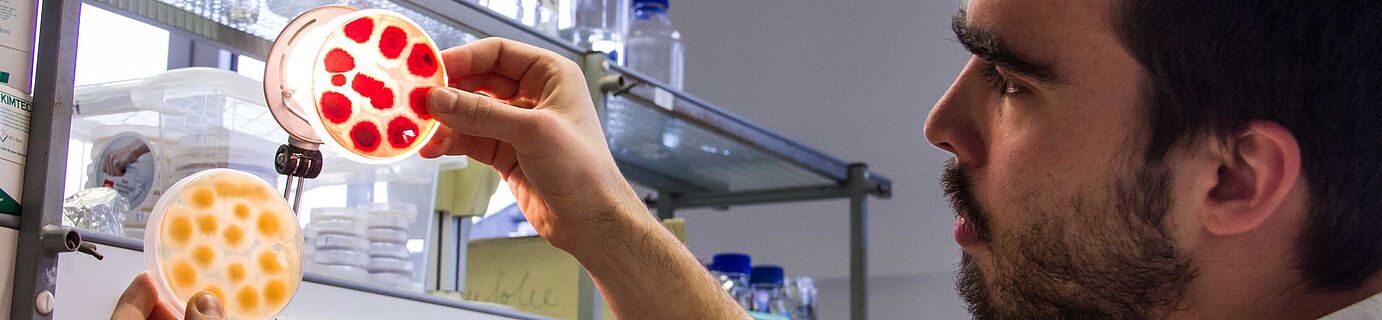 ATA-Praktikant Johannes Krumwiede betrachtet Fusarium-Kulturen, die auf Agarplatten gezüchtet wurden.