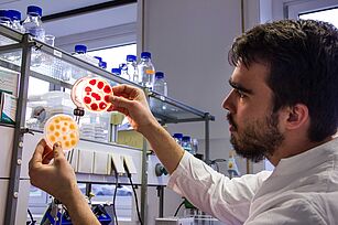 ATA-Praktikant Johannes Krumwiede betrachtet Fusarium-Kulturen, die auf Agarplatten gezüchtet wurden.