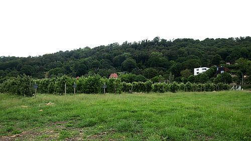 Obstbau Robert Rüdiger (© R. Häuser/JKI)