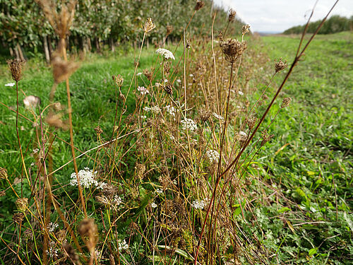 Obstbau Watzig (© S. Ketterer/JKI-OW)