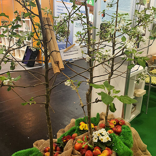 An einem blühenden Apfelbaum ist eine Ohrwurmbehausung aus Bambus zu sehen. © KOB
