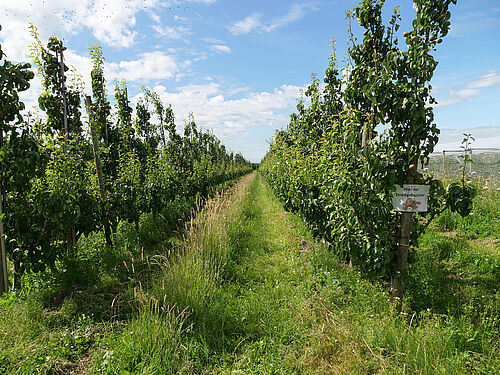 Obsthof Hauschildt's FruchtBar (© S. Ketterer/JKI)