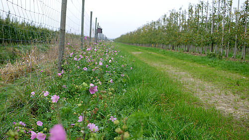 Obsthof Hastedt (© S. Ketterer/JKI)