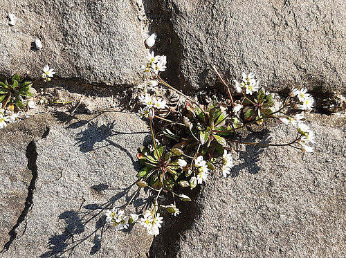 Frühlings-Hungerblümchen (Erophila verna) Foto: A. Verschwele /JKI