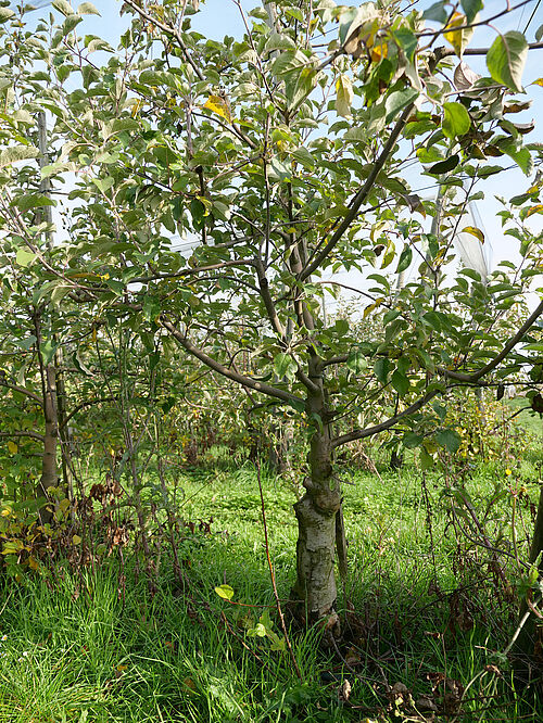 Obsthof Werner (© S. Ketterer/JKI-OW)