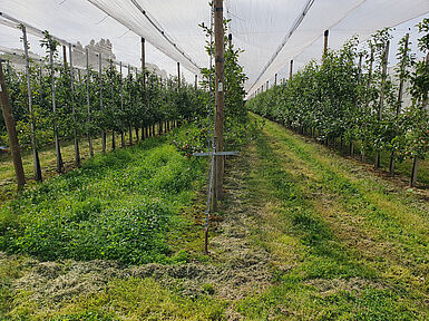 Rechts ist frisch gemulcht, während links die Krautschicht als Rückzugsort für Nützlinge stehen bleibt. Beim nächsten Mulchtermin ist die linke Fahrgasse an der Reihe. (©P. Trierweiler/DLR-RP)