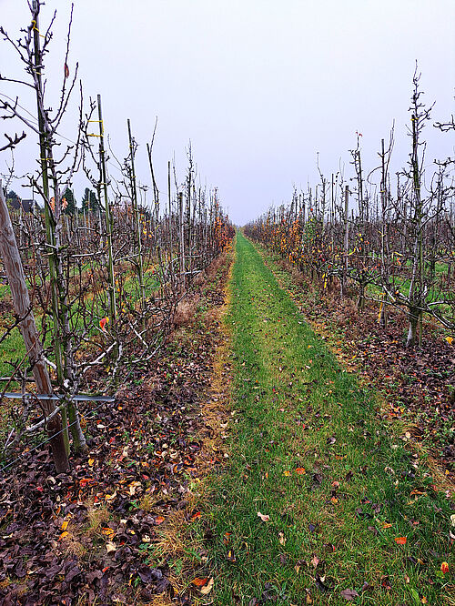 Obsthof Hauschildt's FruchtBar (© S. Bacher/JKI)