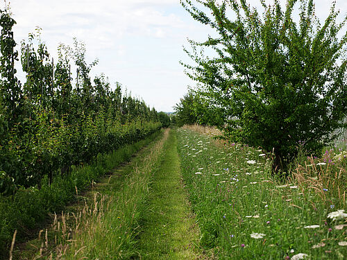 Obsthof Hauschildt's FruchtBar (© S. Ketterer/JKI)
