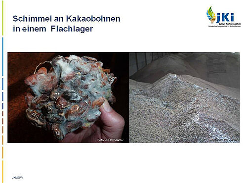Verschimmelte Kakaobohnen in der Lagerhaltung
