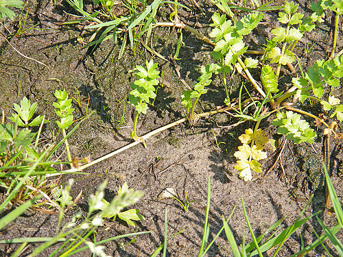 Helosciadium repens, (Photo: U. Meyer-Spethmann)