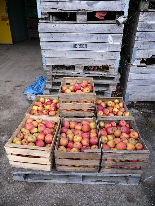 Berger (© S. Ketterer/JKI)