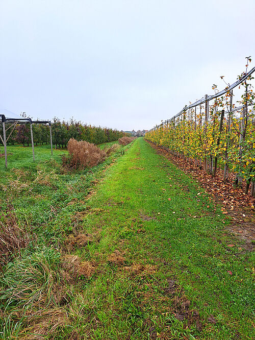 Obsthof Hauschildt's FruchtBar (© S. Bacher/JKI)