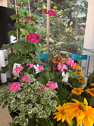 Pelargonienprachtexemplare aus der JKI-Sammlung, die zur Deutschen Genbank Zierpflanzen (DGZ) gehört. Foto: Sarah Barnert/JKI