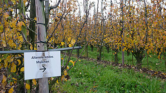 Stehr (© S. Ketterer/JKI)