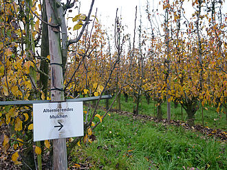 Stehr (© S. Ketterer/JKI)