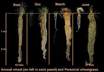 Vergleich von Weizenwurzeln mit denen von Thinopyrum intermedium in vier Jahreszeiten. © Jerry Glover