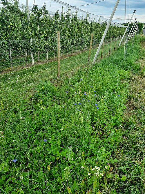 Schmitz-Hübsch (© B. Wenzel/JKI)