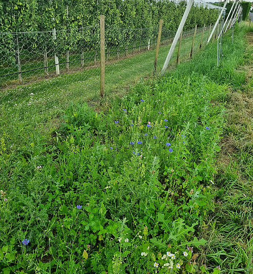 Schmitz-Hübsch (© B. Wenzel/JKI)