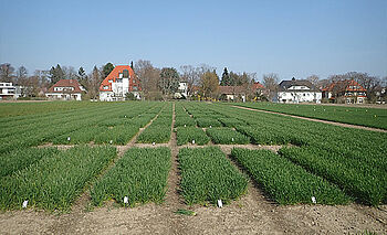 Variety trial with wheat. © Til Feike/JKI