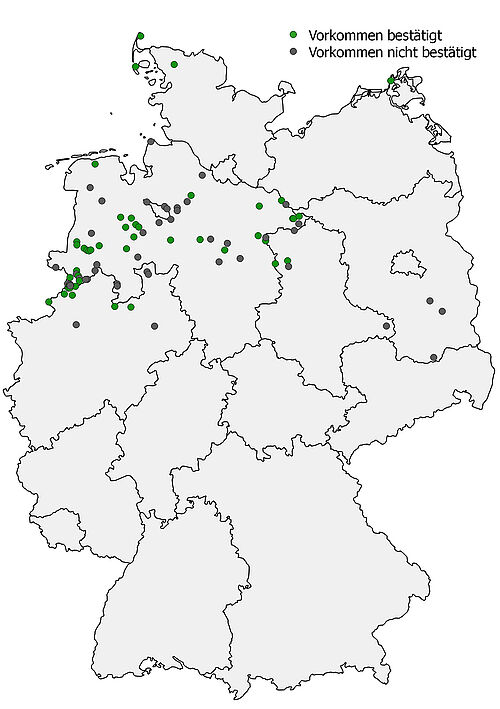 In 2015 confirmed (green) and unconfirmed (blue) occurrences of Helosciadium inundatum (Fig.: M. Bönisch, JKI)