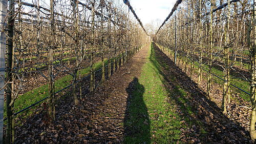 Obsthof Gierer (© S. Ketterer/JKI)